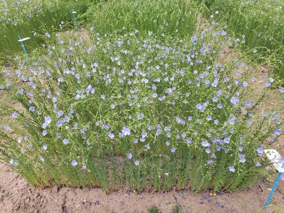 Click for 1 image(s) for this accession.